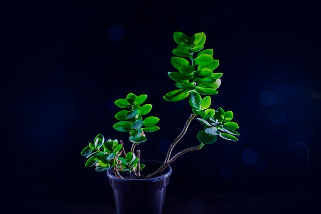 studio lighting modifier setup